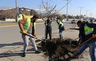 Erzincan’da ağaçlandırma çalışmaları devam...