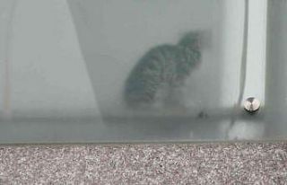 Esenyurt’ta kolon arasında mahsur kalan yavru kedileri...