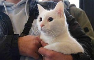 Eskişehir’de kedi güzellik yarışması düzenlendi