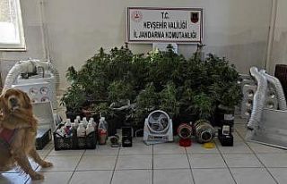 Evin odasını seraya çevirip kenevir yetiştirmişler