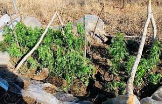 Evinin bahçesindeki serada uyuşturucu ekmiş