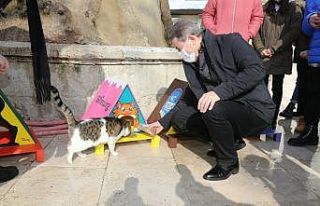 Eyüpsultan’da sokak hayvanları sahiplendiriliyor