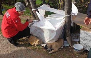 Fabrika atıkları can dostlarına yuva oluyor