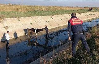 Firar eden düvenin başına gelmeyen kalmadı