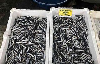 Fırtına ve yağışlı havanın etkisiyle hamsi...