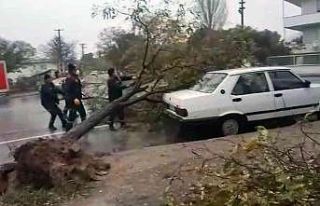 Fırtınada ağaç kökünden söküldü, aracın...