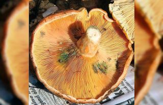 Fiyatını duyan ormana koştu, uzmanı uyardı