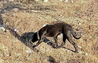 Gaziantep’te sahipsiz pitbull paniği
