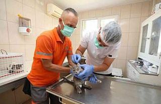 Gaziemir’de 5 bin 304 hayvana şefkat eli uzandı