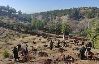 Gençler yüzlerce fidanı toprakla buluşturdu