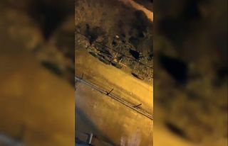 Giresun’da aç kalan domuz sürüsü ilçe merkezine...