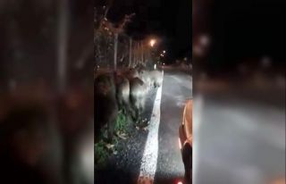 Giresun’da aç kalan domuz sürüsü köye indi