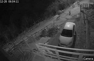 Giresun’da aç kalan kurtlar yerleşim yerine indi