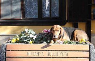 Girit Mahallesi peyzaj çalışmalarıyla renkleniyor