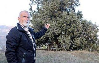 Görenleri hayrete düşürüyor, yaklaşık bin yıllık