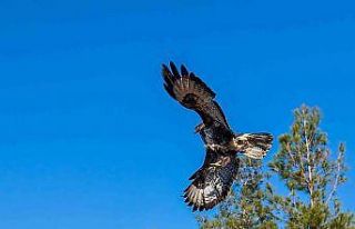 Gözleri tedavi edilen kartal özgürlüğe kanat...
