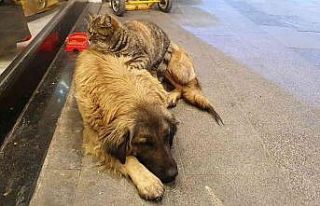 Gümüşhane’de tilki ile kedinin, kedi ile köpeğin...