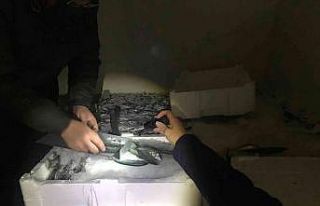 Gürpınar Su ürünleri Hali’nde 2 buçuk ton balığa...