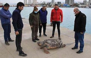 Halk plajı kıyısında ölü caretta caretta bulundu