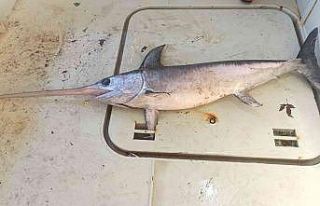 Hamsi ağına bir buçuk metrelik kılıç balığı...