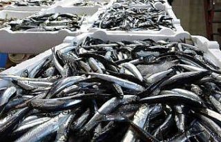 Hamsinin fiyatı bu sezon ilk kez bu kadar yükseldi