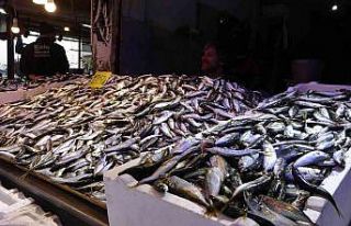 Hamsinin fiyatı tırmanışa geçerek rekor seviyeye...