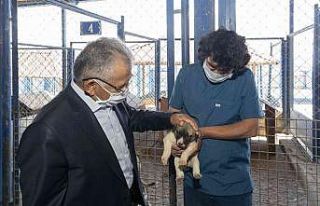 Hayvan dostu Kayseri Büyükşehir’den yeni ve modern...