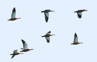 Hersek Lagünü su kuşlarını ağırlıyor