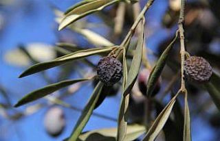“Hurma zeytin”in hasadı başladı