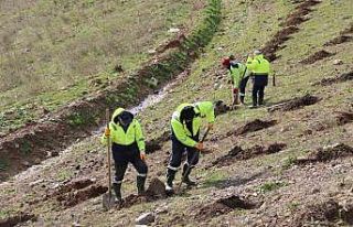 İlimtepe dolgu alanına 20 bin fidan