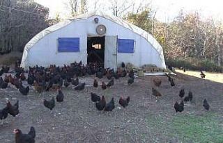 İstanbul’un göbeği Beykoz’da, gezen tavuk çiftliği