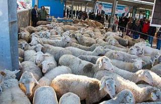 İzmir Büyükşehir Belediyesinden üreticiye destek