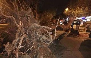 İzmir’de fırtına: Ağaçlar ve elektrik direkleri...
