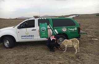 Jandarma ekipleri kırsaldaki hayvanları unutmadı