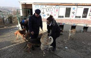 Jandarma ekipleri soğuk kış gününde sokak hayvanlarını...