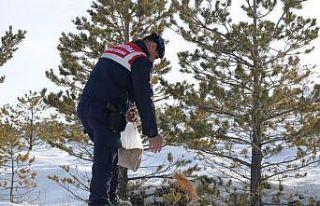 Jandarma ekipleri yabani hayvanları unutmadı