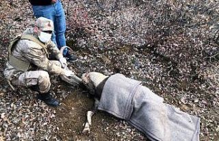 Jandarma ekipleri, yaralı dağ keçisi için seferber...