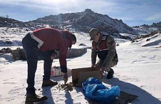 Jandarma yaban hayvanlarını unutmadı