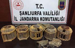 Jandarmadan keklik avcılarına suçüstü