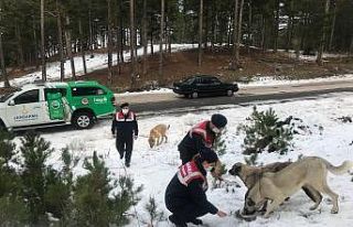 Jandarmadan sokak hayvanlarına mama desteği