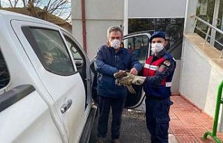 Jandarmanın yaralı bulduğu şahin tedavi altına...