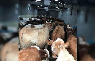 Kaçak hayvan besicilerine 1 milyon 79 bin lira ceza