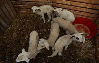 Kadın üreticilere sağlanan küçükbaş hayvan...