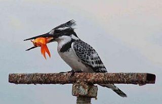 Kahramanmaraş’ta ilk kez yalıçapkını görüntülendi