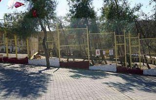 Kahramanmaraş’ta sokak hayvanları toplanıyor