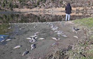 Karabük’te çevre katliamı