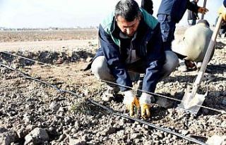 Karatay Lavanta Bahçesi’nde ekim çalışmaları...