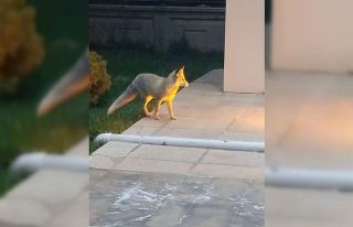 Karayolları yerleşkesini mesken tutan tilki görenleri...