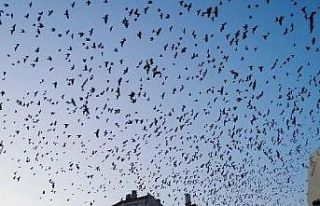 Kargaların görsel şöleni