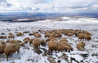 Karla kaplı merada otlanan koyunlar ilginç görüntüler...